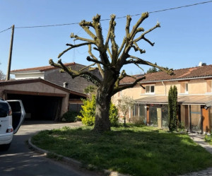 Photo de galerie - élagage d’arbre 