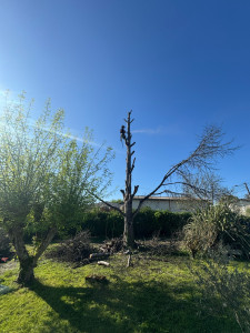 Photo de galerie - Elagage et coupe d'arbres