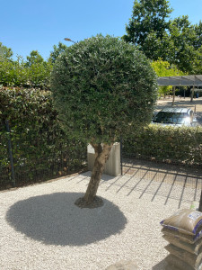 Photo de galerie - Taille Olivier en boule