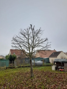 Photo de galerie - Élagage et taille