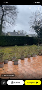 Photo de galerie - Taille de haie