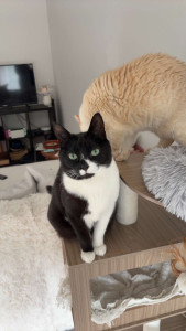 Photo de galerie - Garde de chats à domicile 