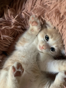 Photo de galerie - Garde animaux