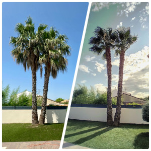 Photo de galerie - Elagage et coupe d'arbres