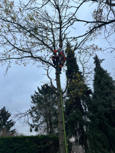 Photo de galerie - Abattage d'arbre 