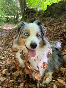 Photo de galerie - Garde de différentes races de chien allant du chiot chihuahua à l’american bully en passant par le bichon frisé, le berger australien et américain, le spitz nain, le golden et plein d’autres.