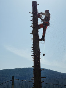 Photo de galerie - Abattage de Sapin,