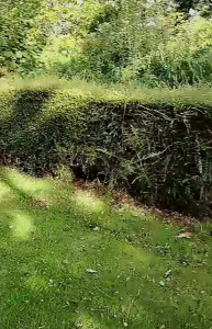 Photo de galerie - Taille de haie Avant