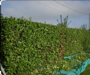 Photo de galerie - Taille de haie
