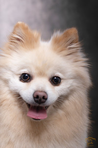 Photo de galerie - Photographe animalier 