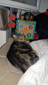 Photo de galerie - Voici mon 1 er chat je serais m'occuper de votre chats comme le miens 