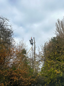 Photo de galerie - Elagage et coupe d'arbres