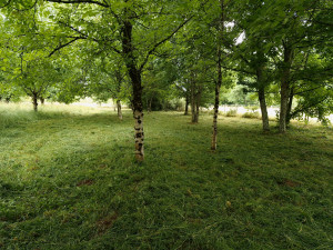 Photo de galerie - Débroussaillage 