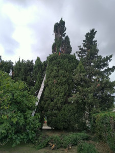 Photo de galerie - Elagage et coupe d'arbres