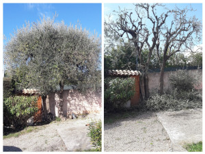 Photo de galerie - La taille des oliviers.