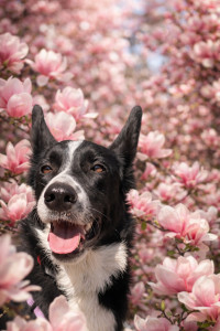 Photo de galerie - Une balade avec mon chien (je ne poste aucune photo qui ne m'appartienne pas)