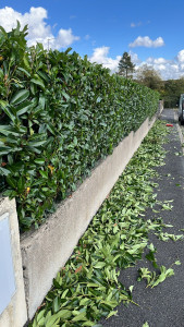 Photo de galerie - Elagage et coupe d'arbres