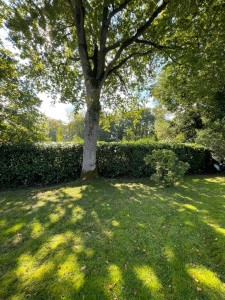 Photo de galerie - Taille d’une haie de laurier palme 