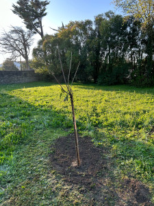 Photo de galerie - Plantation 