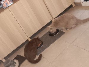 Photo de galerie - Suna et Umé, deux frères british Shorthairs de 2 et 4 ans à table chez eux.