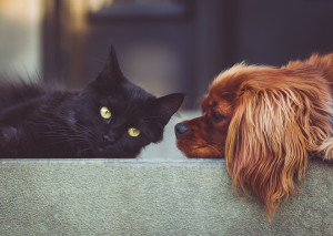 Photo de galerie - Entre chien et chat !