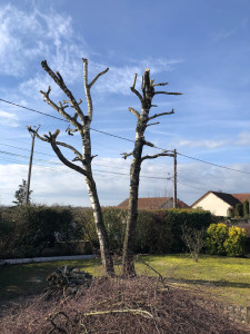 Photo de galerie - Élagage tonte de pelouse taille de haie abattage d’arbres boulot etc