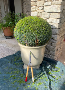 Photo de galerie - Taille de haies et d'arbustes