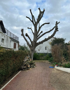 Photo de galerie - Elagage et coupe d'arbres