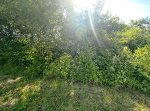 Photo de galerie - à faire 400m2 à défricher débroussaillage et déronçage 