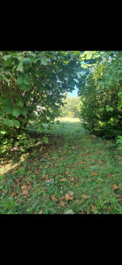 Photo de galerie - Tonte de pelouse - Débroussaillage