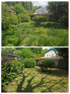 Photo de galerie - Tonte de pelouse - Débroussaillage