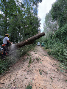 Photo de galerie - Abattage 