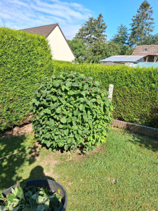 Photo de galerie - Taille de haies et d'arbustes