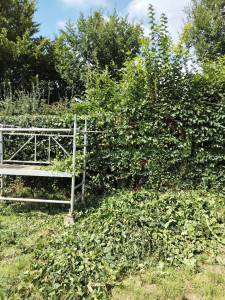 Photo de galerie - Taille de haie 