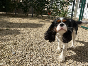 Photo de galerie - La garde de Goopy, petit King Charles adorable