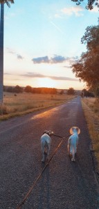 Photo de galerie - Garde chien