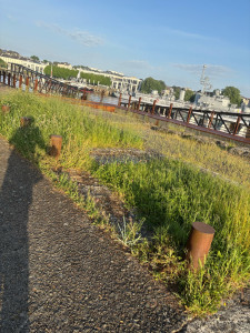 Photo de galerie - Tonte de pelouse - Débroussaillage