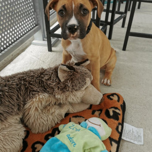 Photo de galerie - Garde chien