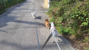 Photo de galerie - En balade avec ma joyeuse troupe du moment 