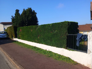 Photo de galerie - Taille de haies et d'arbustes