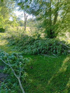 Photo de galerie - Taille arbres