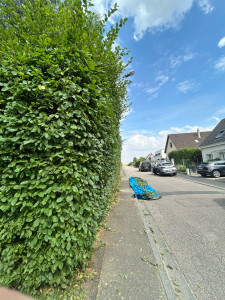 Photo de galerie - Taille de haie 