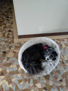 Photo de galerie - Garde chien