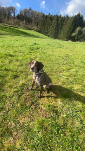 Photo de galerie - Braque français 