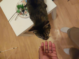 Photo de galerie - Garde de chat à domicile ou au domicile du petsitter.  