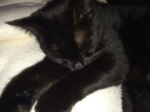 Photo de galerie - Garde chat