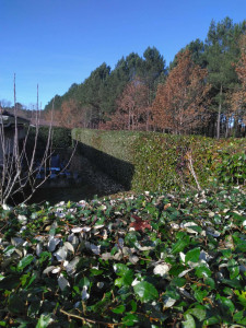 Photo de galerie - Taille de haies et d'arbustes