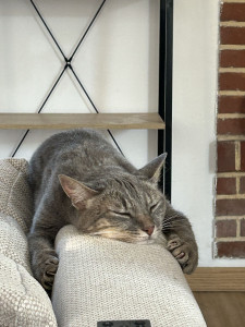 Photo de galerie - Garde chat