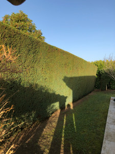 Photo de galerie - Taille de haie