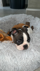 Photo de galerie - Voilà une photo de dog siting 